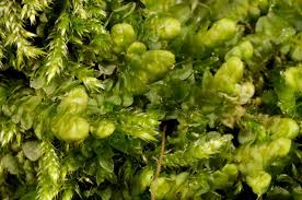 Attēlu rezultāti vaicājumam “Porella platyphylla”