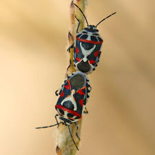 Attēlu rezultāti vaicājumam “Eurydema dominulus imago”