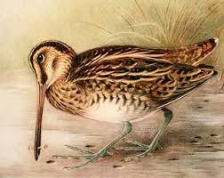 Image result for Gallinago gallinago