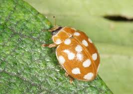 Attēlu rezultāti vaicājumam “Calvia quatuordecimguttata”