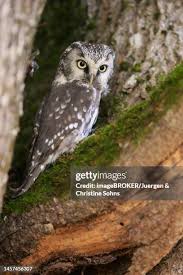 Attēlu rezultāti vaicājumam “Aegolius funereus adult”