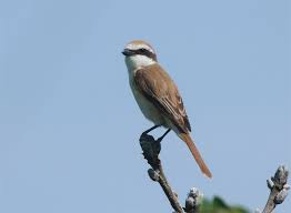 Attēlu rezultāti vaicājumam “Laniidae”