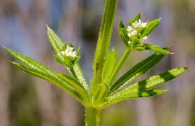 Attēlu rezultāti vaicājumam “Galium aparine fruit”