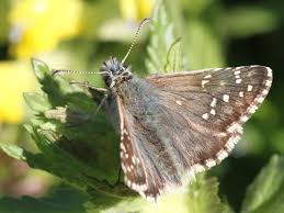 Attēlu rezultāti vaicājumam “Pyrgus alveus upperside”