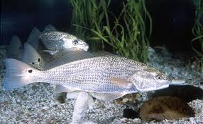 Image result for Sciaenops ocellatus
