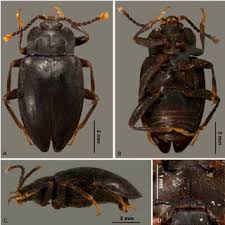 Attēlu rezultāti vaicājumam “Scaphisoma sp.”