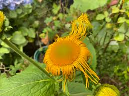 Attēlu rezultāti vaicājumam “Telekia speciosa flower”