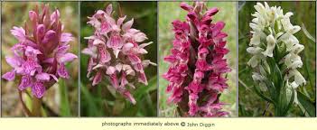 Attēlu rezultāti vaicājumam “Dactylorhiza incarnata”