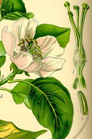 Attēlu rezultāti vaicājumam “Cydonia oblonga flower”