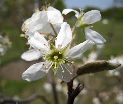 Attēlu rezultāti vaicājumam “Amelanchier canadensis”