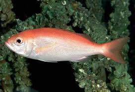 Image result for Rhomboplites aurorubens