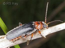 Attēlu rezultāti vaicājumam “Cantharis rustica”