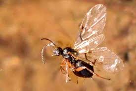 Attēlu rezultāti vaicājumam “Cynipidae”