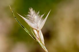 Attēlu rezultāti vaicājumam “Comatricha pulchella stalked”