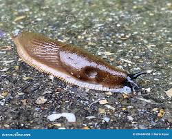 Attēlu rezultāti vaicājumam “Arion lusitanicus”