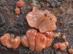 Attēlu rezultāti vaicājumam “Junghuhnia pseudozilingiana”