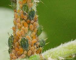 Attēlu rezultāti vaicājumam “Aphis farinosa”