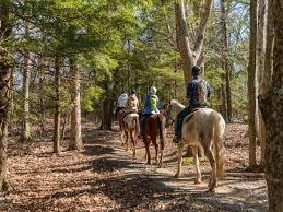 Image result for Abinger Forest Riding Club