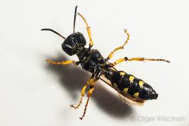 Attēlu rezultāti vaicājumam “Cerceris arenaria”