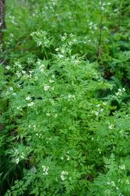 Image result for Anthriscus cerefolium