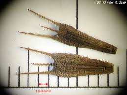 Attēlu rezultāti vaicājumam “Bidens tripartita fruit”