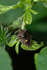 Attēlu rezultāti vaicājumam “Pentatoma rufipes”