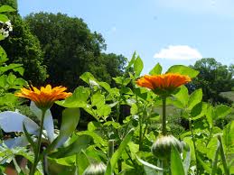 Attēlu rezultāti vaicājumam “Calendula officinalis leaf”