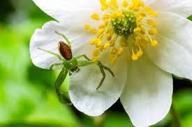Attēlu rezultāti vaicājumam “Diaea dorsata female”