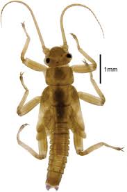 Attēlu rezultāti vaicājumam “Plecoptera”