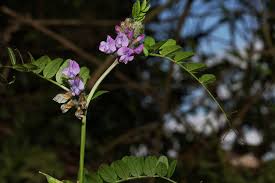 Attēlu rezultāti vaicājumam “Vicia sepium”
