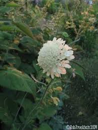 Image result for Scabiosa ochroleuca