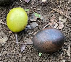 Attēlu rezultāti vaicājumam “Cinna latifolia fruit”