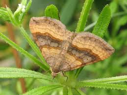 Attēlu rezultāti vaicājumam “Scotopteryx chenopodiata”