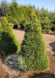 Attēlu rezultāti vaicājumam “Pinus sylvestris”