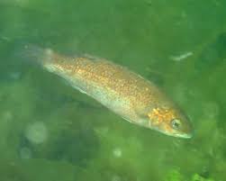 Image result for Tautogolabrus adspersus