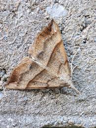 Attēlu rezultāti vaicājumam “Hypena proboscidalis”