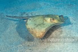 Image result for Dasyatis pastinaca