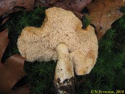 Attēlu rezultāti vaicājumam “Hydnum rufescens”