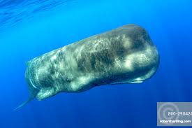 Image result for Physeter macrocephalus