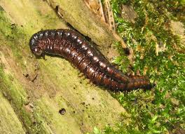 Attēlu rezultāti vaicājumam “Ommatoiulus vilnensis”