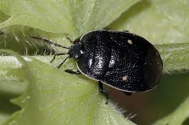 Attēlu rezultāti vaicājumam “Adomerus biguttatus”