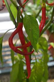 Afbeeldingsresultaat voor turkish cayenne hot pepper