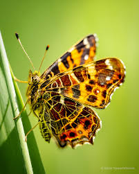 Attēlu rezultāti vaicājumam “Araschnia levana”