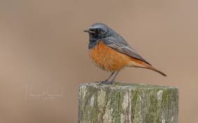 Attēlu rezultāti vaicājumam “Phoenicurus ochruros”