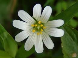 Attēlu rezultāti vaicājumam “Stellaria holostea flower”