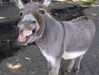 Donkey - Rescue and Name | Tips Web
