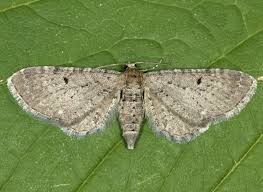 Attēlu rezultāti vaicājumam “Eupithecia venosata”