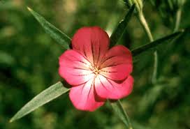 Image result for Agrostemma githago