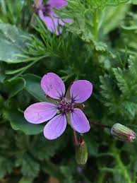 Attēlu rezultāti vaicājumam “Erodium cicutarium flower”