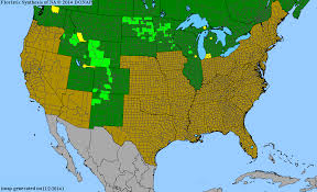 Attēlu rezultāti vaicājumam “Stellaria crassifolia”